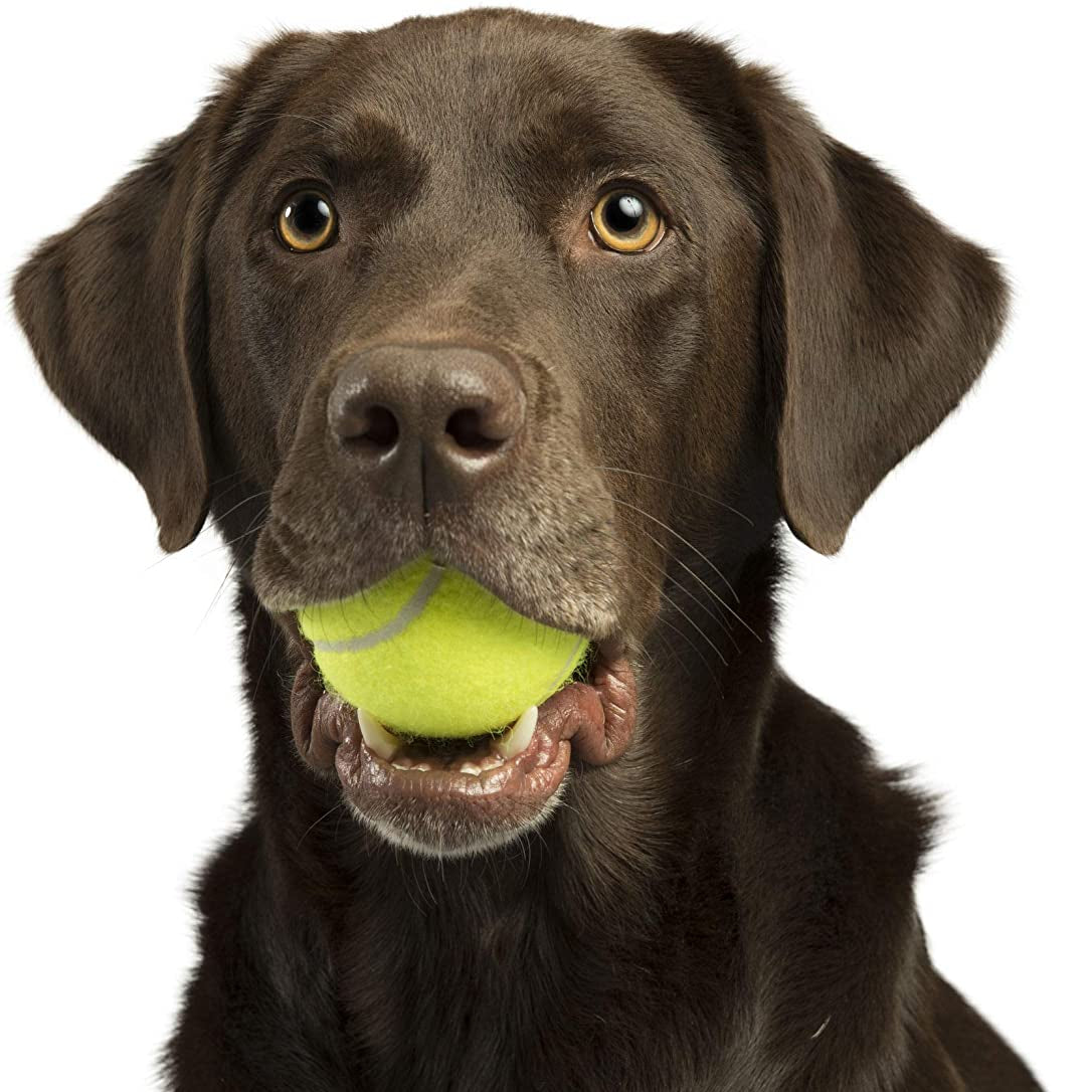 Barker Box - Dog Bones, Treats, and Toys - Golden Gift Box